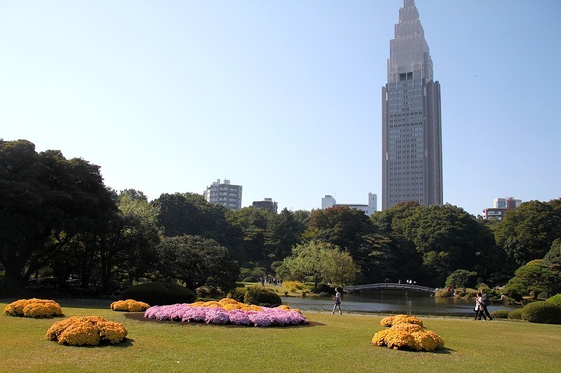 新宿御苑　菊花壇展_f0374092_21321204.jpg