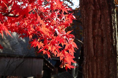 c0090198_21121173.jpg