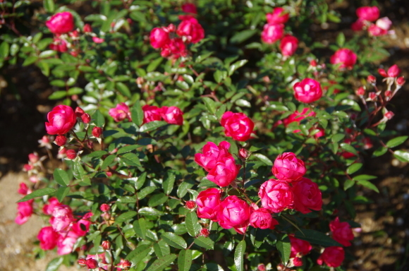 b0356401_13251355.jpg