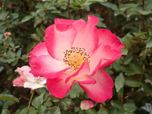 e0289203_09123329.jpg
