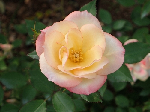 e0289203_09124623.jpg