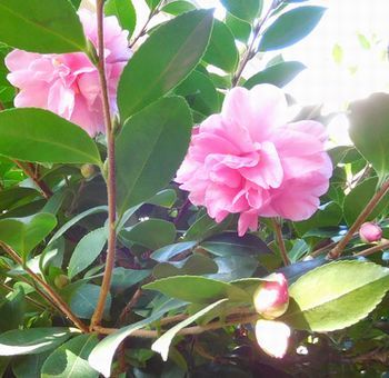 季節の花　＠自宅の庭　2017/11/3～11/8_b0044404_17360260.jpg
