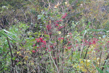 c0242406_15430751.jpg