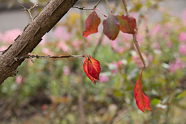 b0014607_09011423.jpg