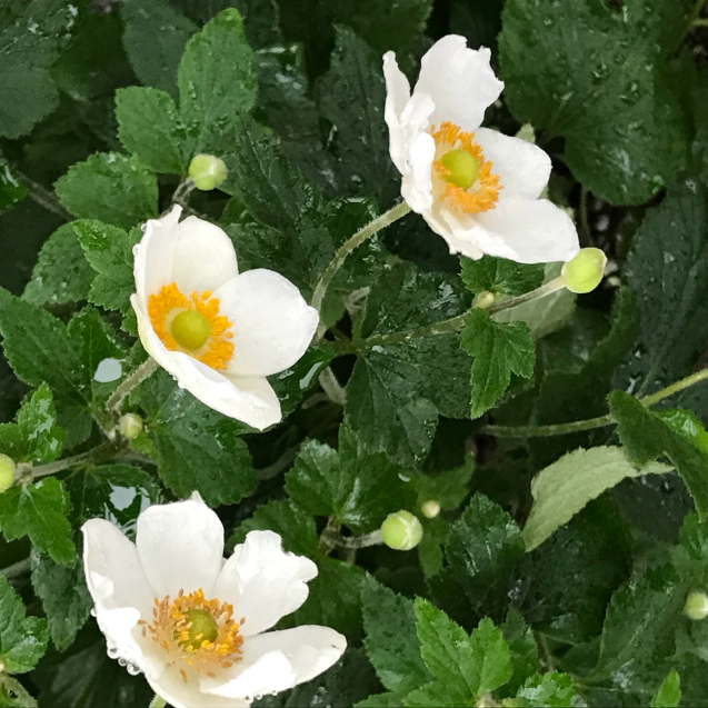 雨降りのシュウメイギク 再び、、_e0366207_08265450.jpg