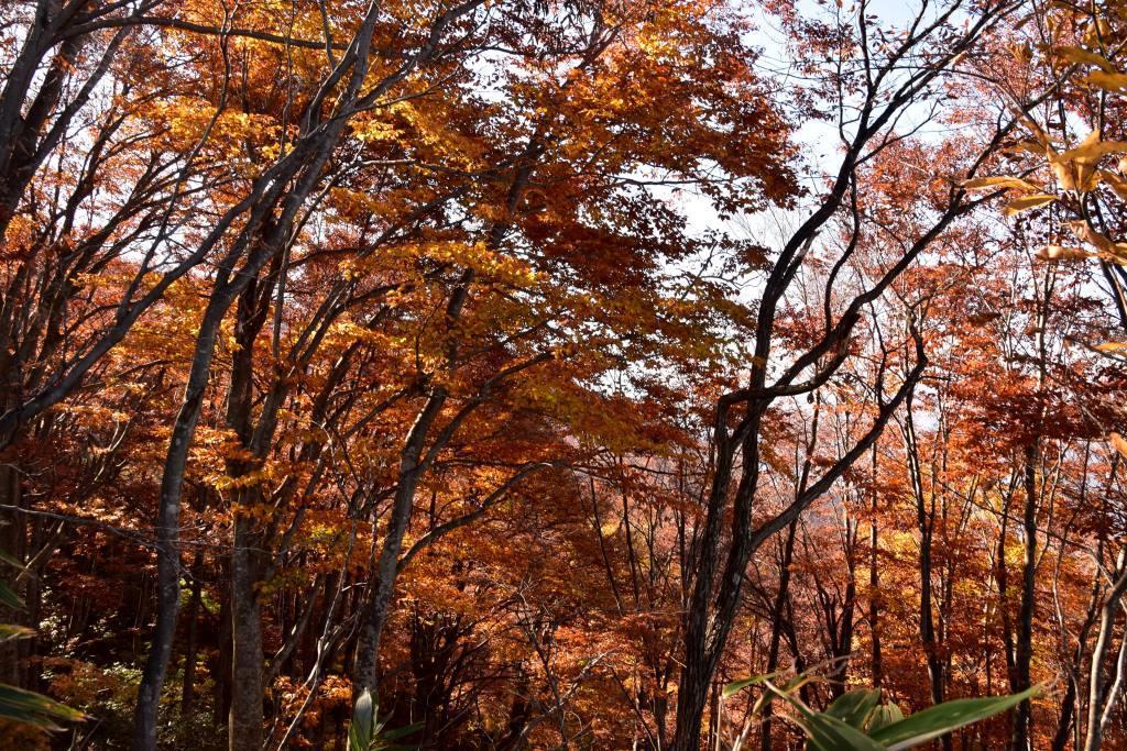 2017/11/3 金城山（新潟県六日町）_a0340812_19342298.jpg