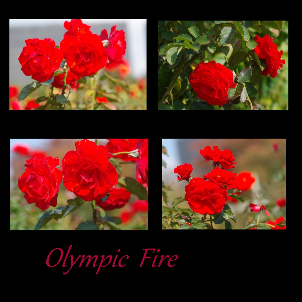 秋薔薇 毎日更新_d0147812_1822071.jpg