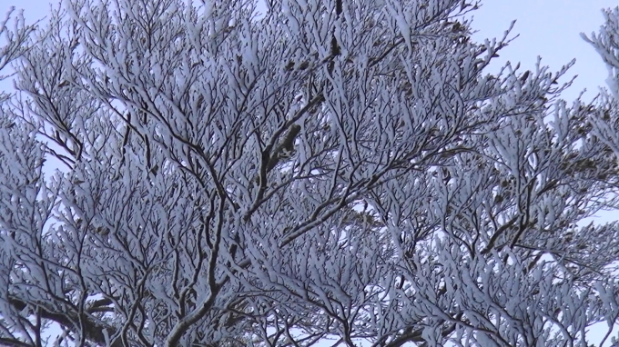 No 121 快晴の山歩き（瓶ヶ森登山口～男山・女山）2017年11月5日_d0341514_21213414.jpg