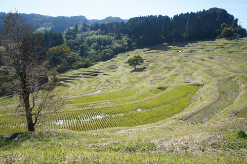 【秋の鴨川(千葉県)散歩】_f0215714_15235962.jpg