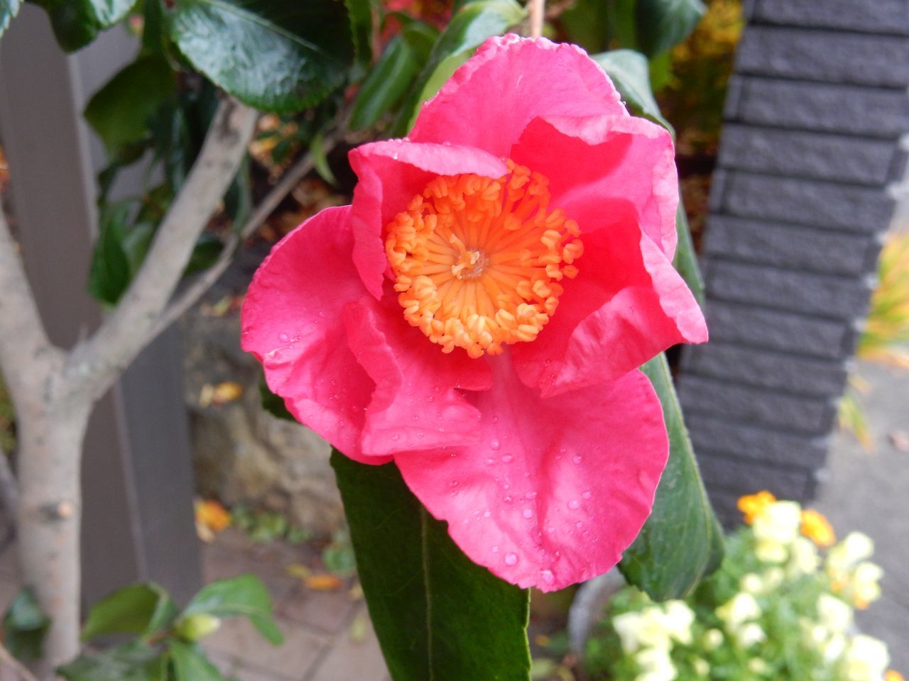 のっぺりとぬるい一日:ようやくサザンカ開花_c0025115_21364708.jpg