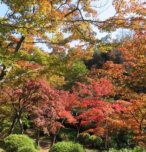 紅葉狩り日和 ②_c0084117_20554455.jpg