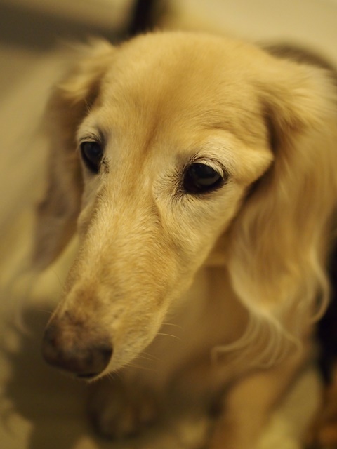 c0117831_16540676.jpg
