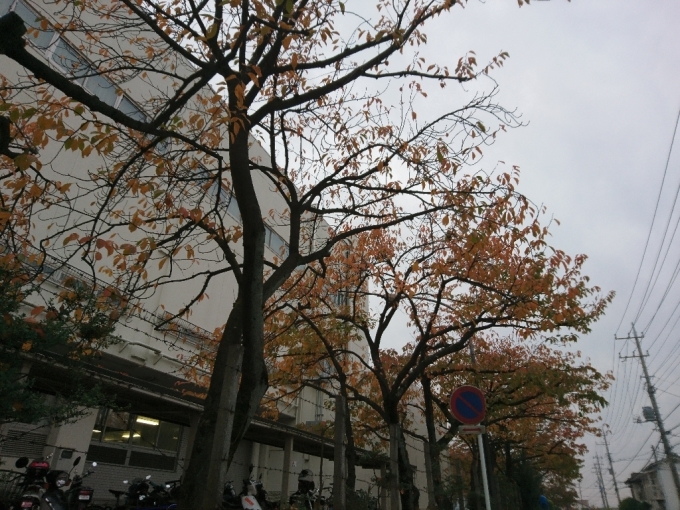 e0166032_18552888.jpg