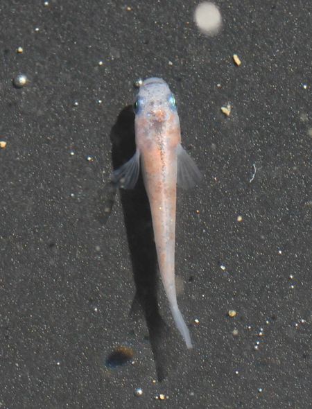 e0097534_16214364.jpg