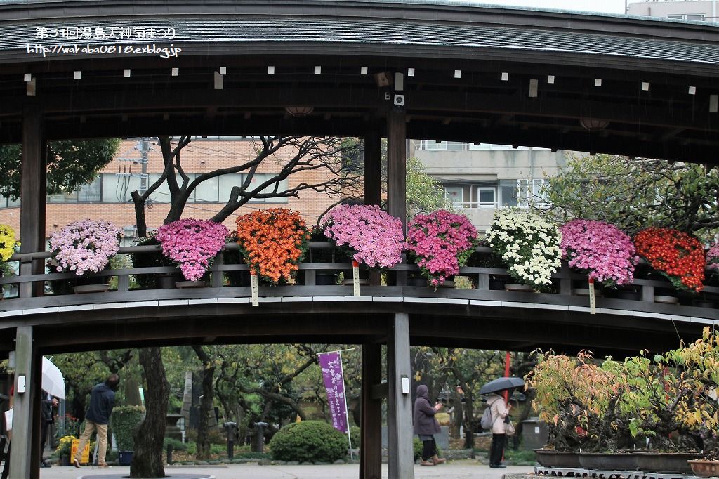 第39回湯島天神菊まつり ｎｏ1 自然のキャンバス