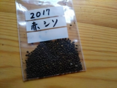 c0330749_13190923.jpg