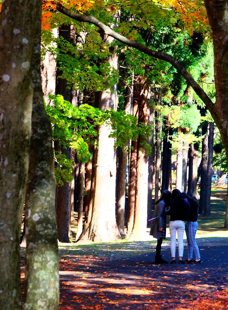 秋色の香雪園 2015 蔵出し編No.1_f0038653_09071677.jpg