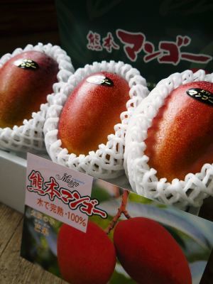 樹上完熟アップルマンゴー ハウスにビニールを張り匠の温度管理が始まりました_a0254656_17514056.jpg