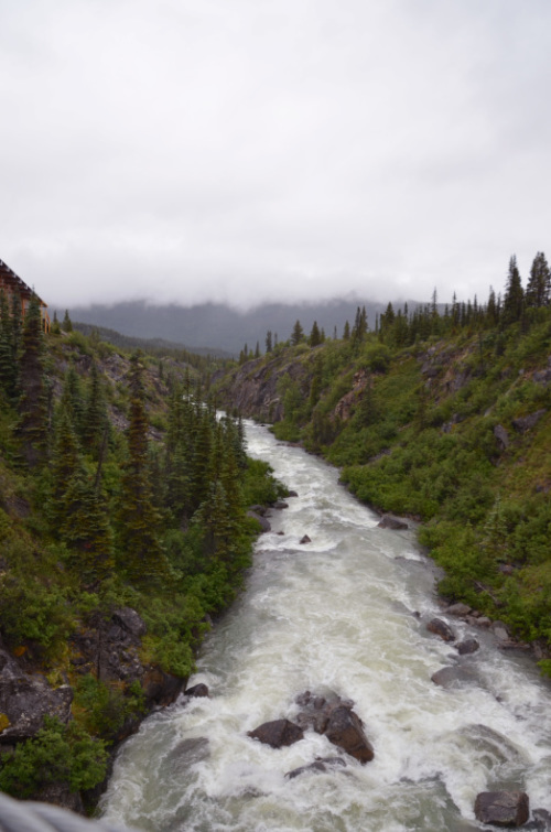 YukonSuspensionBridge（ユーコン吊り橋）はお天気が良かったらきっと良いはず！:ルビープリンセスアラスカクルーズ_f0054556_19113254.jpg