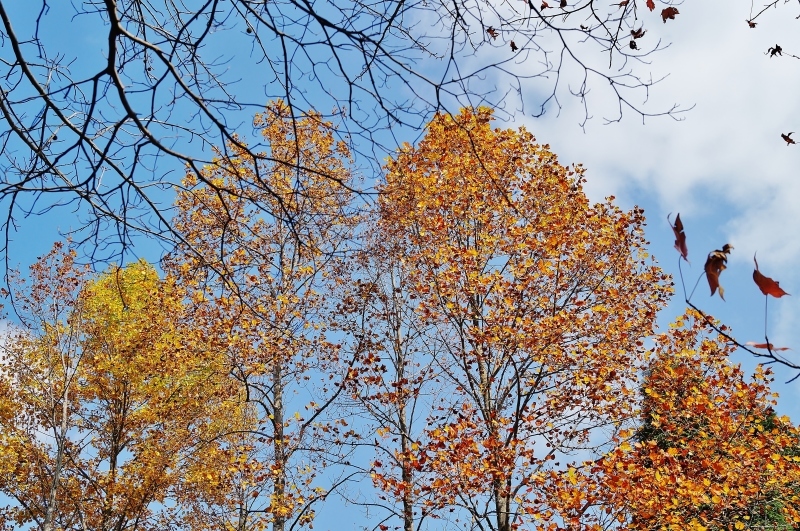 神戸市立森林植物園・シアトルの森の紅葉 - たんぶーらんの戯言