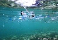 『海に消えたプラスチック』(ドキュメンタリー)_b0189364_18161191.jpg