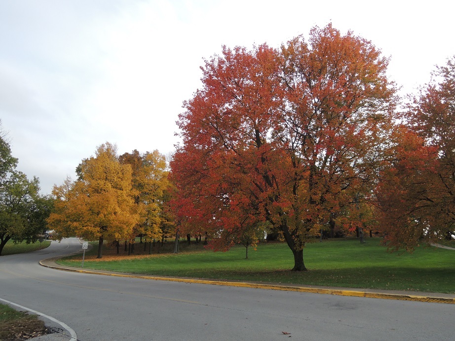 アメリカ・ケンタッキー州ルイビルの2017年度の秋の紅葉 - じゃポルスカ楽描帳
