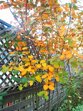 c0117898_12242283.jpg
