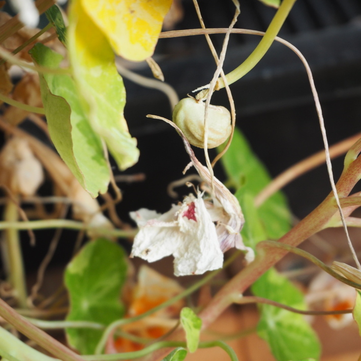 ナスタチュームの鉢植え_b0378101_21335101.jpg