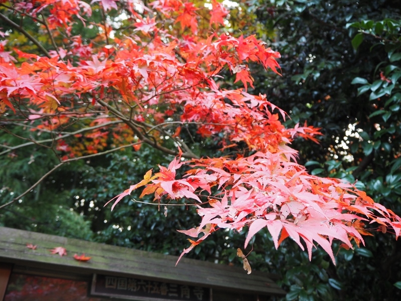 e0350905_20473630.jpg