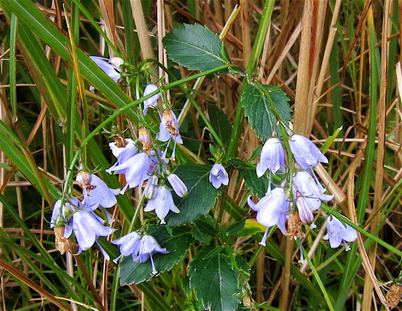 a0164011_23012759.jpg
