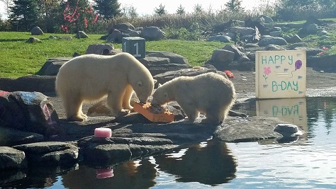 アメリカ コロンバス動物園のアメリア グレーの満一歳の誕生会が開催される Polarbearology Conjectaneum アメリカ コロンバス動物園のアメリア グレーの満一歳の誕生会が開催される Polarbearology Conjectaneum