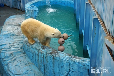 ロシア・ウラル地方、エカテリンブルク動物園のアイナとウムカにドイツ製のブイのプレゼント_a0151913_21391359.jpg