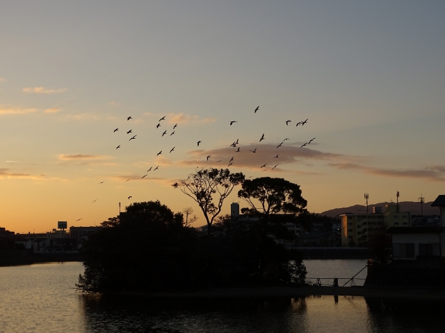 野多目大池（日の出・野鳥）2017.10.31_d0339015_16385298.jpg