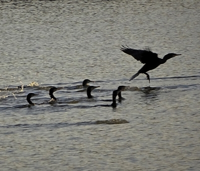 野多目大池 日の出 野鳥 17 10 31 写真の楽しみ