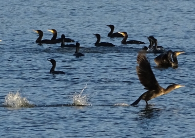 野多目大池（日の出・野鳥）2017.10.31_d0339015_16491941.jpg