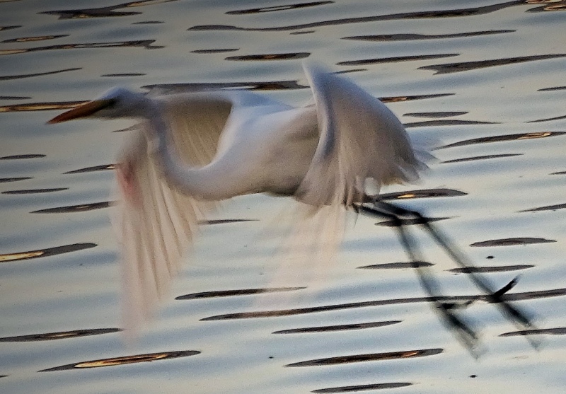 野多目大池 日の出 野鳥 17 10 31 写真の楽しみ