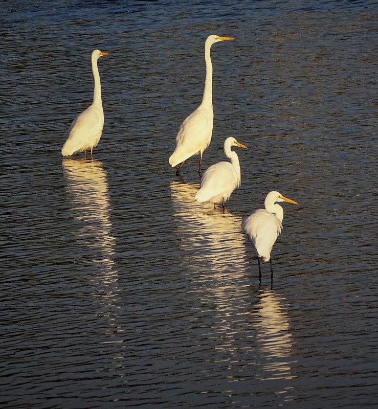 野多目大池 日の出 野鳥 17 10 31 写真の楽しみ 野多目大池 日の出 野鳥 17 10 31 写真の楽しみ