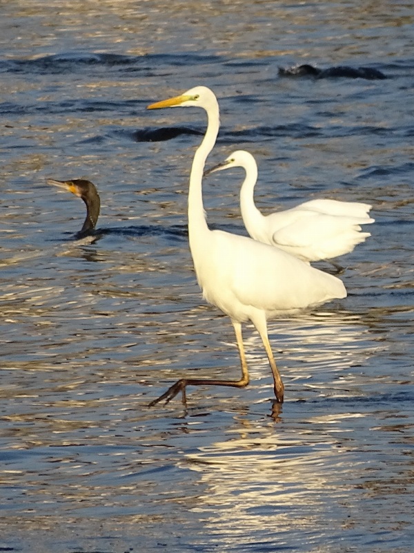 野多目大池（日の出・野鳥）2017.10.31_d0339015_19413919.jpg