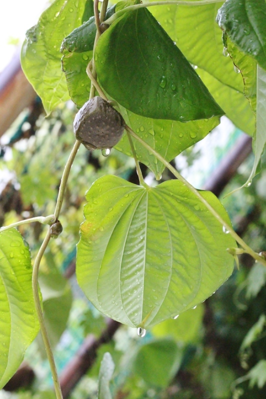 茶LON (48) から、稲武で桶茶!_b0220318_01113615.jpg