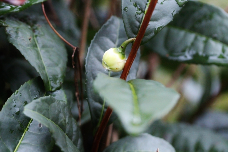 茶LON (48) から、稲武で桶茶!_b0220318_01125452.jpg