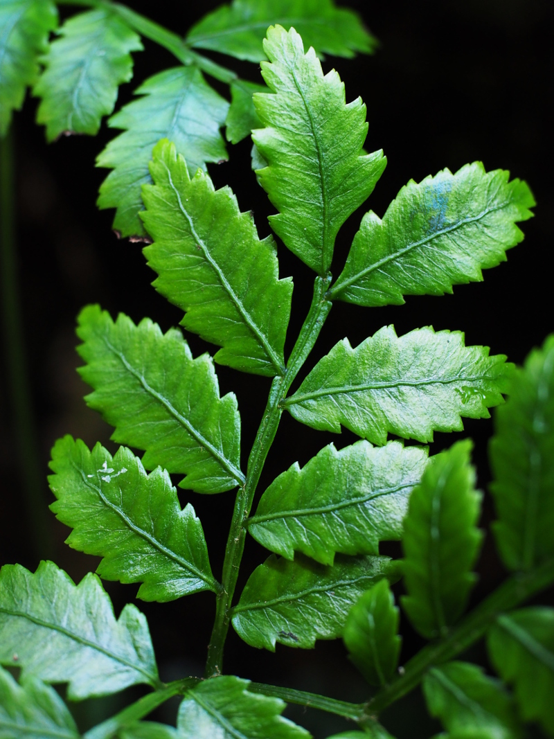 マラッティア・スミシィ Blog Living Tropically