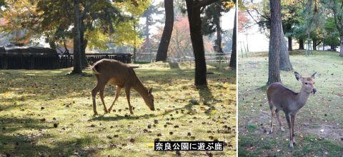 奈良公園へ　2017-11-05_a0016431_14083312.jpg