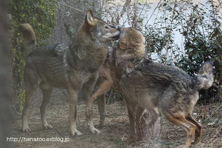 それぞれの 伸び の意味 17 1 14 今日ものんびり動物園 それぞれの 伸び の意味 17 1 14 今日ものんびり動物園