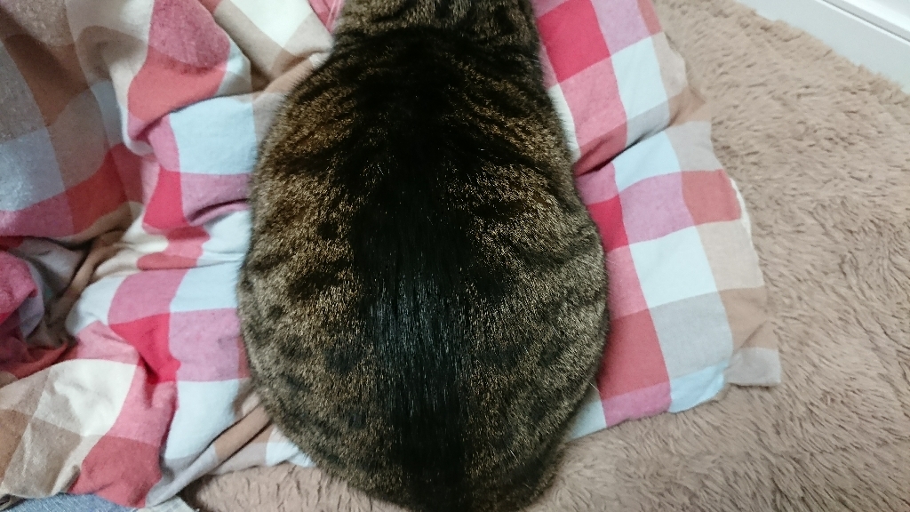 猫ボール&加賀ゆびぬき_e0365536_18471992.jpg