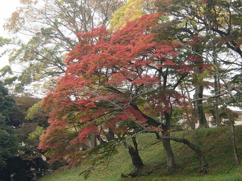 旧県庁お堀の銀杏の紅葉2017と2015_b0330744_08342185.jpg