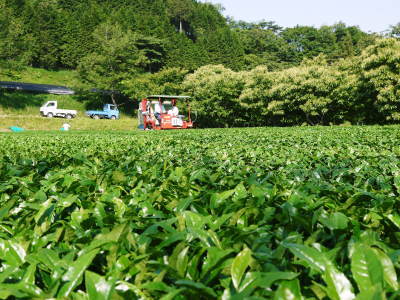 水源キウイ 先行予約の受付スタート!無農薬、無化学肥料で育てた熊本県菊池水源産の『水源キウイ』です!_a0254656_18524077.jpg