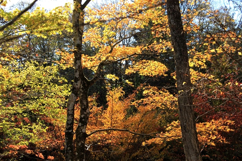 a0167759_1714699.jpg