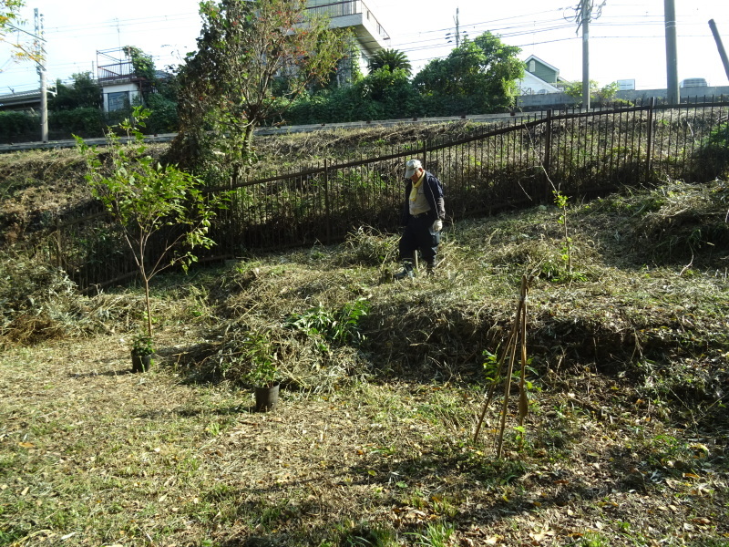 竹取り　＆　植林・・・うみべの森_c0108460_20024134.jpg