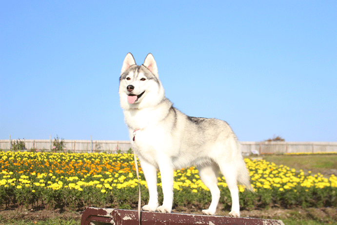 くじゅう花公園のマリーゴールド_a0241761_21384131.gif