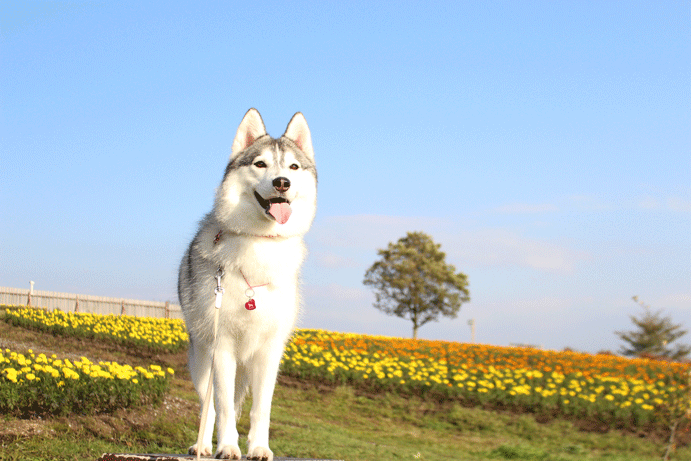 くじゅう花公園のマリーゴールド_a0241761_21391448.gif